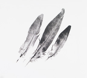 3 Feathers