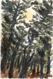 Shimizu Pines